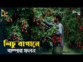 Lychee of 60 lakh rupees in a garden  litchi tree  litchi season in bangladesh  nagorik tv