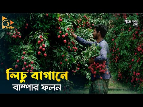 এক বাগানে ৬০ লক্ষ টাকার লিচু! | Litchi Tree | Litchi Season in Bangladesh | Nagorik TV