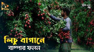 এক বাগানে ৬০ লক্ষ টাকার লিচু! | Litchi Tree | Litchi Season in Bangladesh | Nagorik TV