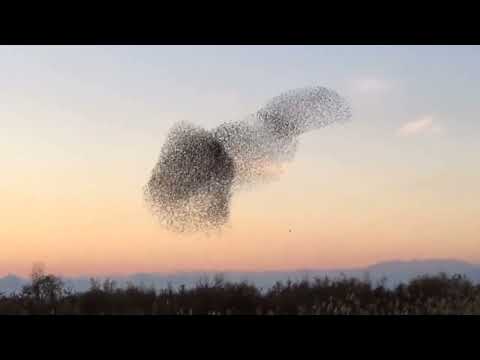 Видео: Понаблюдайте за птицами в Мангаладжоди на озере Чилика в Одише
