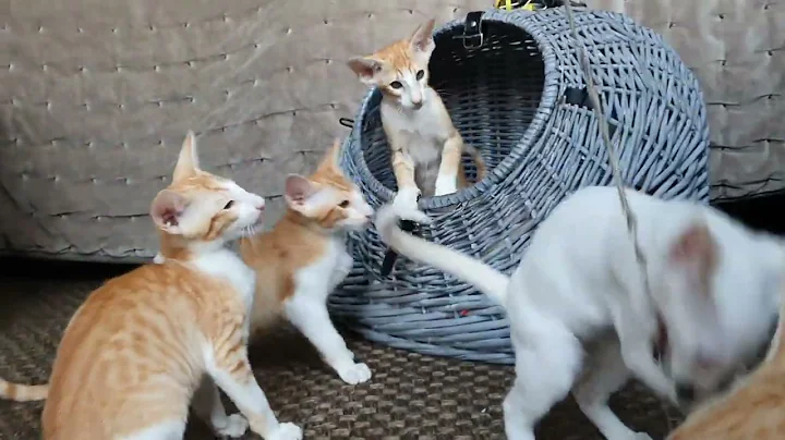 Watch the video about Cuteness Overload