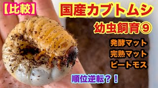 Comparison] Rearing Japanese Rhinoceros Beetle Larvae Part 9