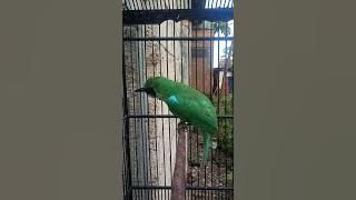 C IJO SILUMAN by Zahra Zipora