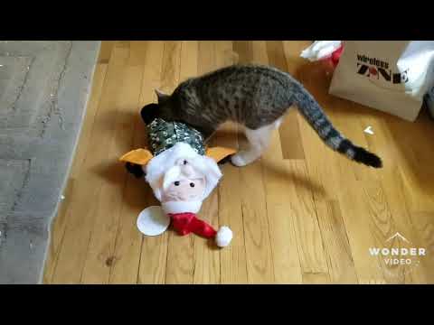 kitten-battles-santa-toy.-he-had-emough