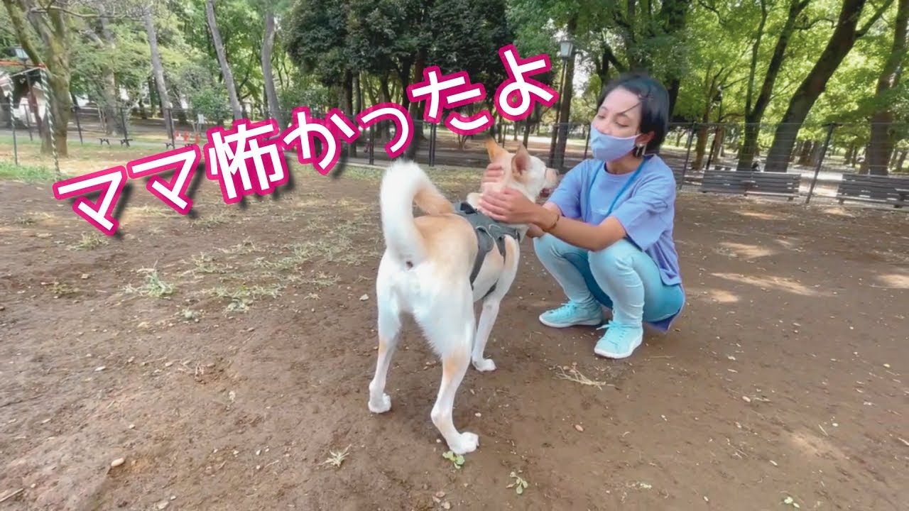 怖がりな犬りゅうのすけ ドッグランで怖がり まさかの Youtube