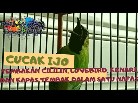 Masteran Isian || Cucak Ijo vs Jalak Suren vs Murai