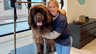 The BIGGEST dog I've ever done | Grooming a Newfoundland Dog