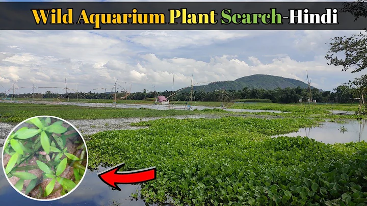 Aquarium Plant Search in the Wild | Hindi | CrazyF India