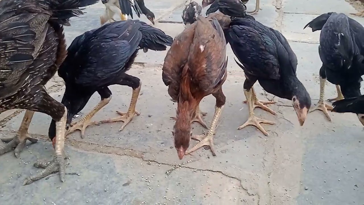 2,3 months కోడి పిల్లలు|| 