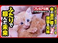 【子猫 保護】ボンネットから救出した命...ふたりが掴んだ幸せな未来【後編】