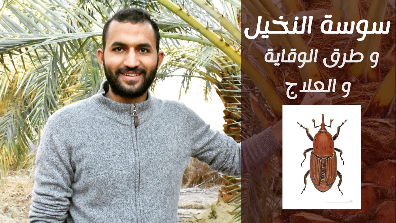 سوسة النخيل و طرق الوقاية و العلاج مع إبراهيم القادري - رفيق المزارع
