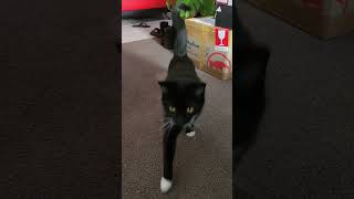 Tiny star problems — Neo checking if he’s viral every 3 seconds.