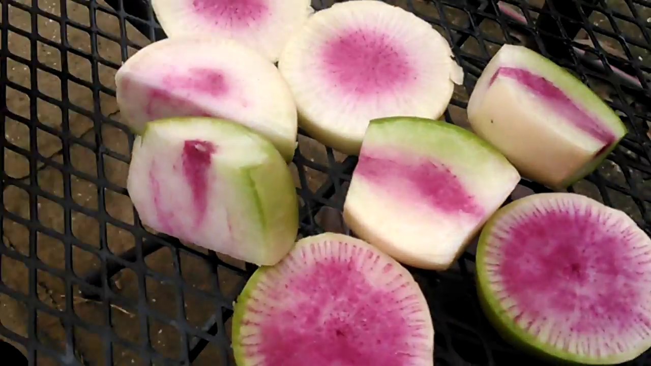 Watermelon Radish harvest. YouTube