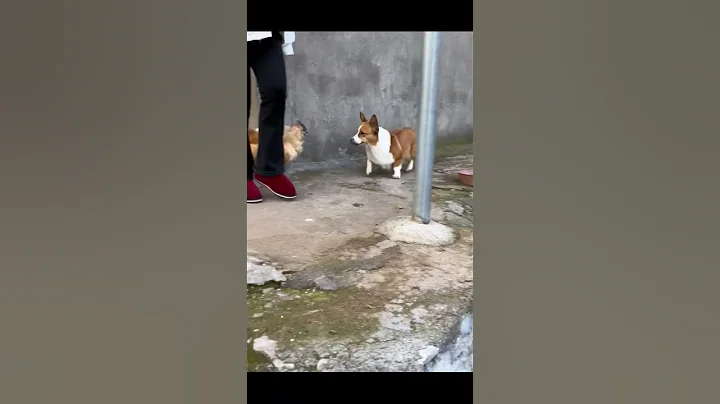 Watch the video about Corgi love playing with chick #dog #puppy #pets #funny #dogvideos #dogshorts #doglover #smartdog