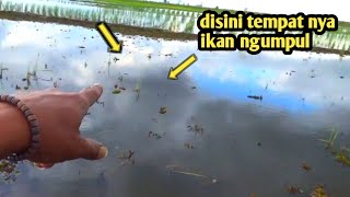 mau heran tp ini nyata,mancing liar disawahan Banjarmasin