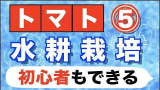 【ミニトマト】水耕栽培の方法⑤【脇芽とり、下葉かき、収穫、実食etc】