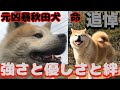 【追悼】命（アキラ）〜元凶暴秋田犬の強さと優しさと絆〜