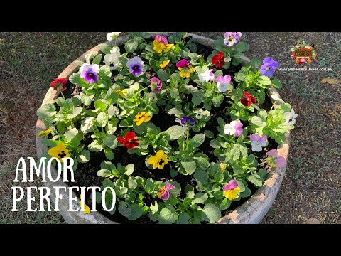 Video: Dificultades Para Cultivar Pelargonio