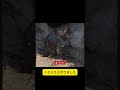 【パンチくん🐵】 パンチくんがプールに落ちた…💦 面白い？それとも感動的？🐒 #shorts