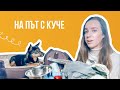 На път с Петър и Арчи | Животът с куче