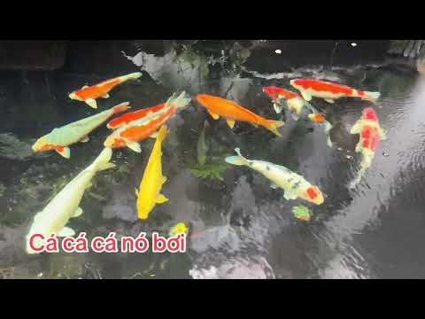 Cá coi đẹp nhất Việt Nam! 