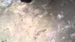 Süper Amatör Ses Eda Karadayi Yalan Oldu