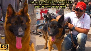 Saddar Dogs Market 8102023 Karachi | Rare Dogs Latest Updates | افضل سلالات كلاب الحراسة الأمنية