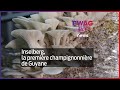 Inselberg la premire champignonnire de guyane  ewag news