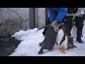 旭山動物園 モモタくんを助けるジェンツーペンギン37番
