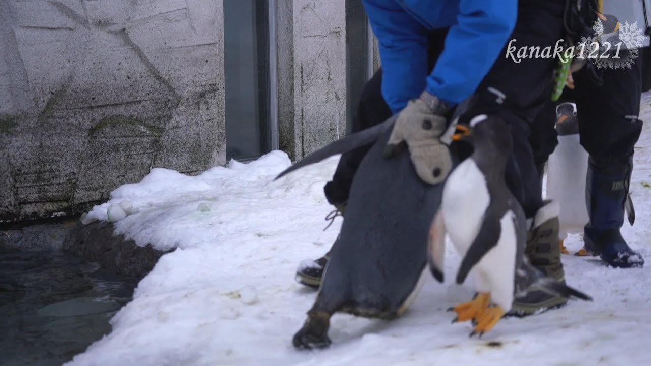 旭山動物園 モモタくんを助けるジェンツーペンギン37番