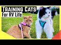 How to Train Cats for Full-Time RV Life