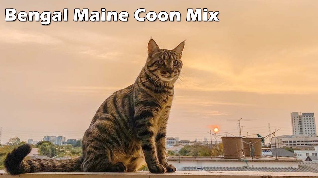 Bengal Maine Coon Mix Cat breed Temperament & Traits -