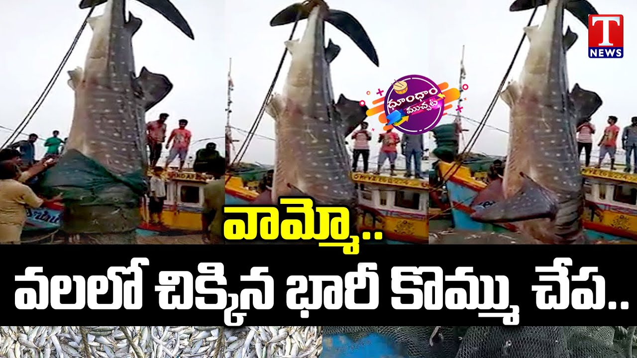 Huge Big Fish Caught in Fishermen Net at Kakinada Port | T News Dhoom ...