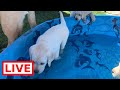 LIVE STREAM Puppy Pool 🎈 Party!