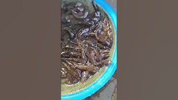 Cá bống tượng giống 2k nuôi 6tháng bán được 300k, cung cấp cá bống tượng nuôi vỗ béo 350-450k.