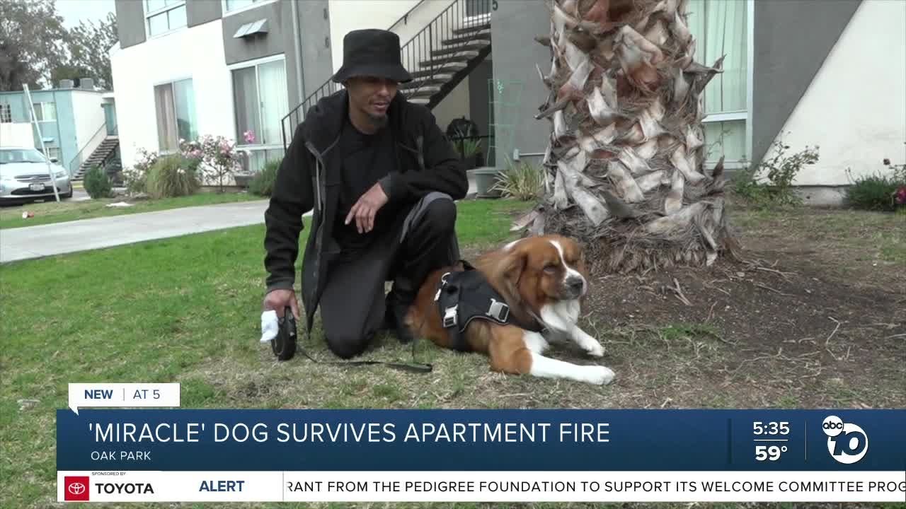 'Miracle' dog survives Oak Park apartment fire - YouTube