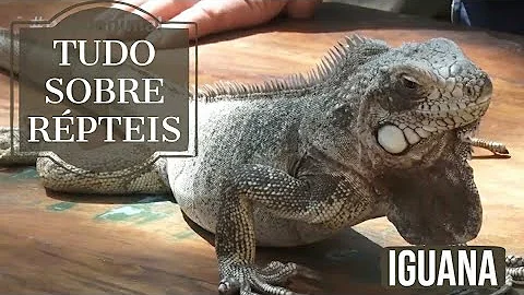 Qual o tipo de pele da iguana?