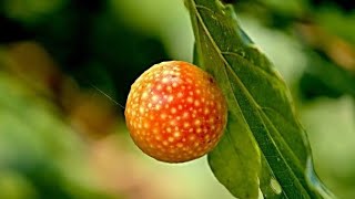 OAK APPLE?