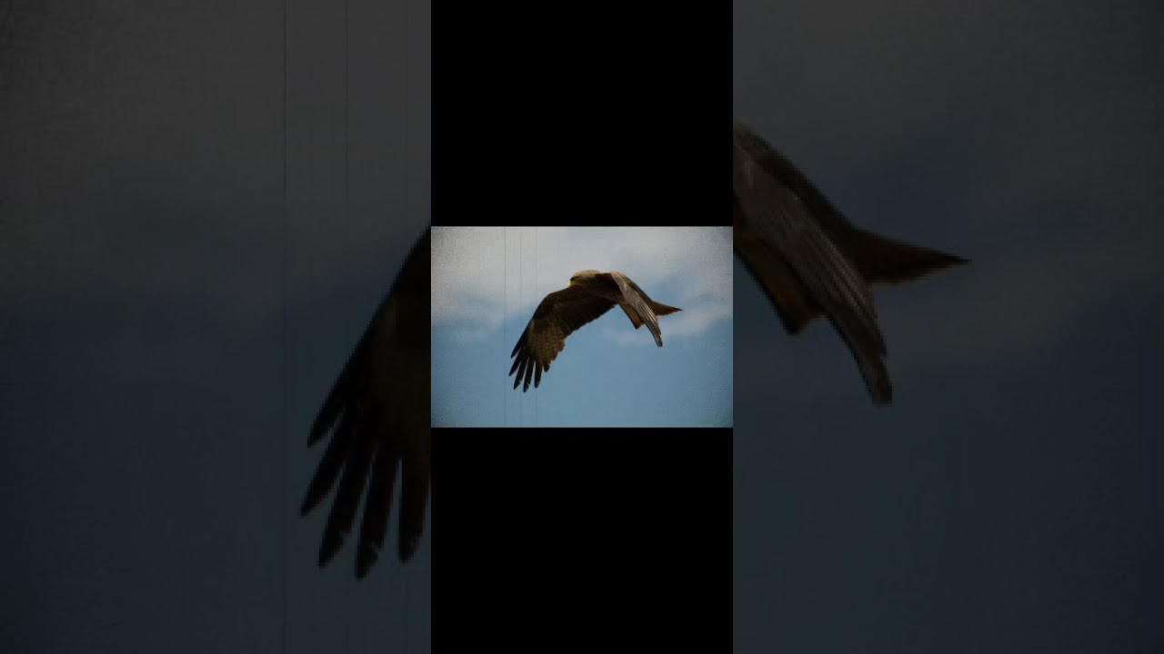 Soaring In Silence Black Kite