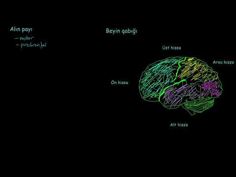 Video: Göbələklər və bakteriyaların ümumi funksiyası nədir?