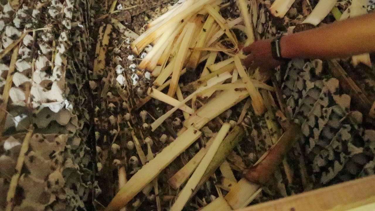 Cara ternak jangkrik pemula #episode3 pemberian pakan batang pisang