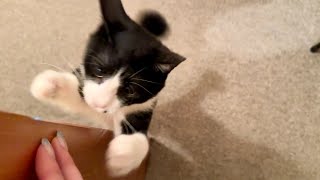 指に向かってピヨーンと跳ね飛んでくる猫が可愛いすぎた
