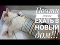 Стерилизация кошки для отправки в новую семью ❤️ Чипирование Надин🙏