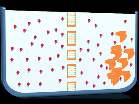 დიფუზია, ოსმოსი, ფაგოციტოზი, პინოციტოზი