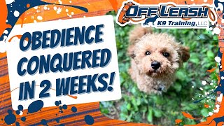 Knoxville Dog Trainers - 8 Month Old Cavapoo Learns Manners