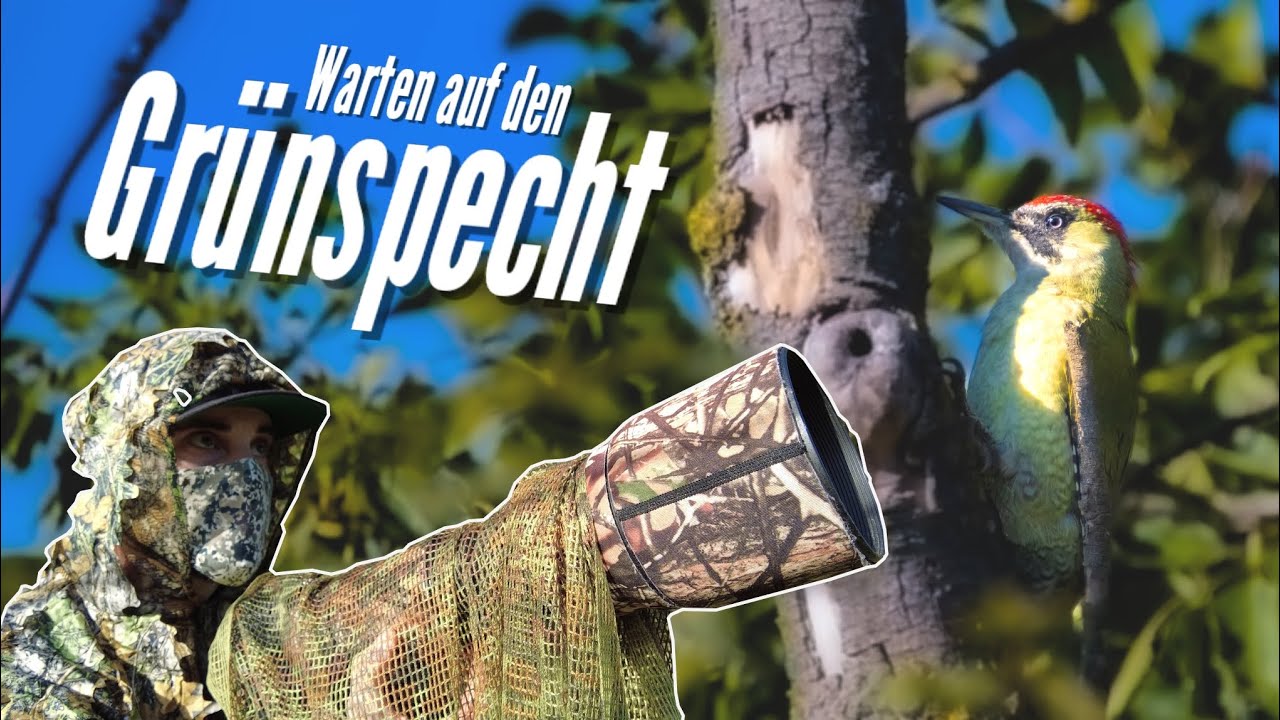 Warten auf den Grünspecht - Spechte fotografieren