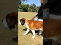 THE POWER OF SAINT BERNARD DOG Shorts Whatsappstatus King Pet Dog 