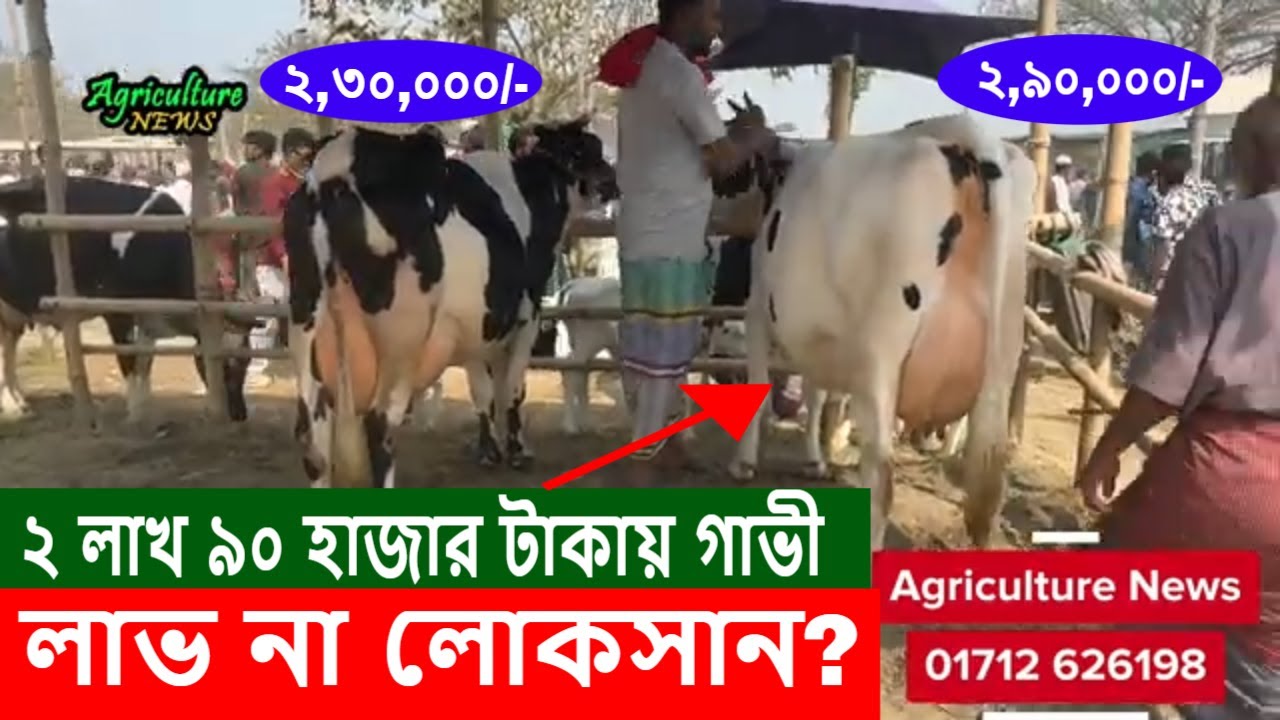 ২ লাখ ৯০ হাজার টাকায় গাভী—লাভ না লোকসান? | Hazratpur Hat | Agriculture News