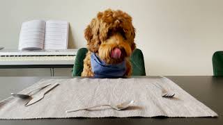 Labradoodle having dinner by Doodle Koda 715 views 1 year ago 3 minutes, 12 seconds