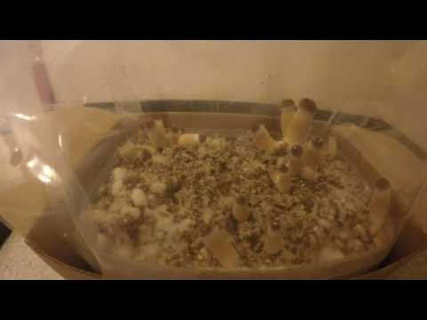 Mushroom growth 72h timelapse (Cubensis B+)